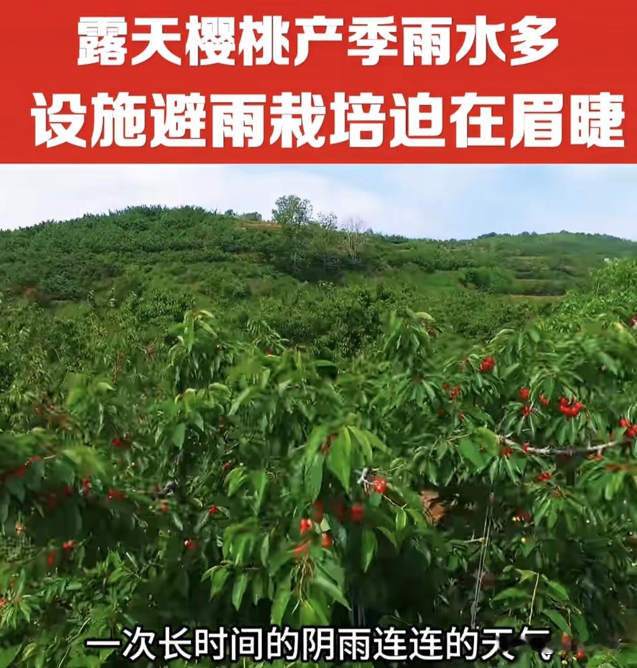 瓦房店得利寺樱桃遇连雨重创，没防雨棚的果农抓紧搭防护。
 
眼下正是咱们瓦房店得