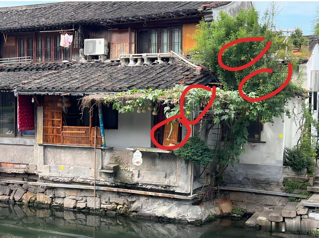 绍兴葫芦娃旁边，“丝瓜精”也下凡了，还有“石榴姐”。

在江南，嫩葫芦和嫩丝瓜可