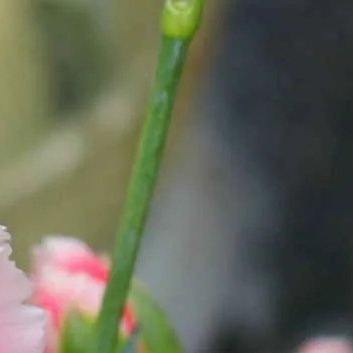 ‎种植 🌹康乃馨养护方法1.光照：康乃馨喜欢充足的散射光，避免强烈阳光直射。在