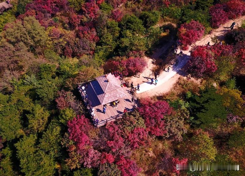 看到“秋霜催黄叶”这个上联，我也来了兴致对对联。按照对联门道，我觉得“冬雪染白头