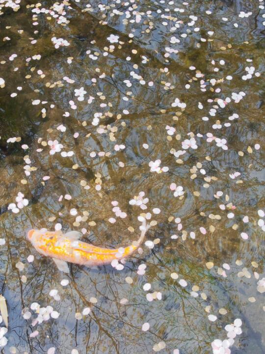 今日青森 锦鲤和🌸