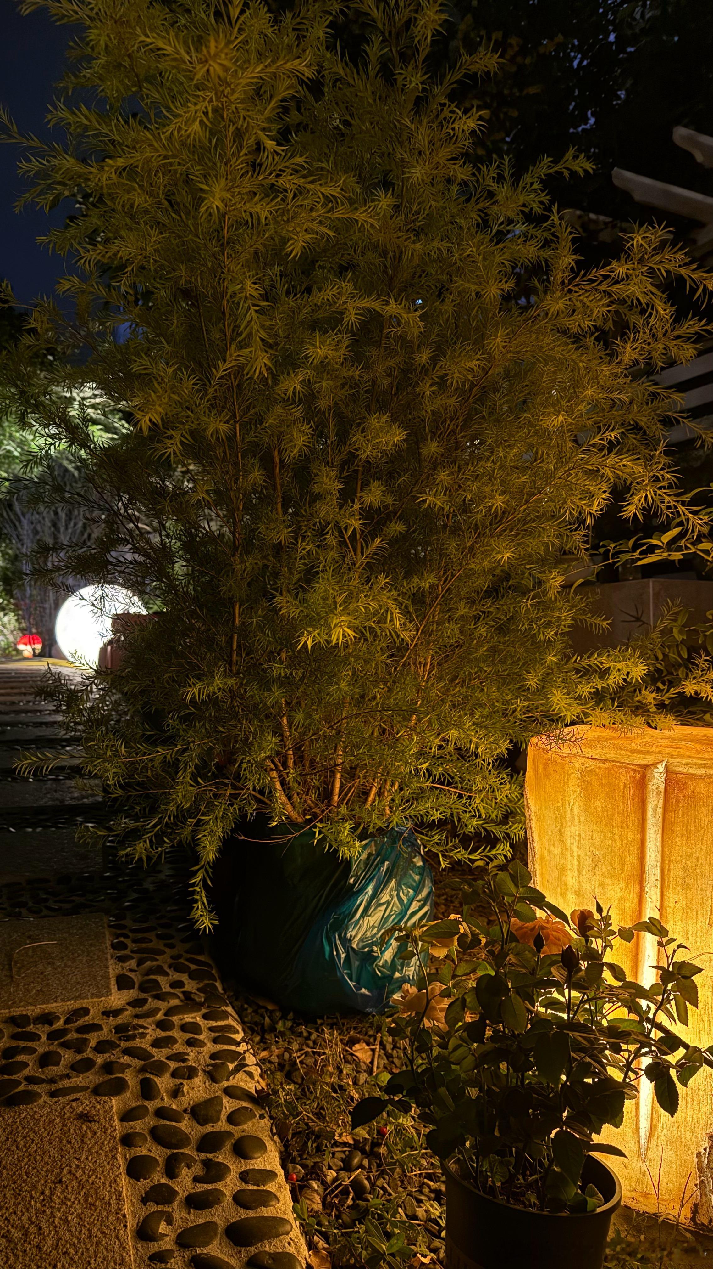 和朋友在旖旎灯影下喝了半瓶茅台。我个人感觉没有我家的原浆好。年份最为重要。我和某