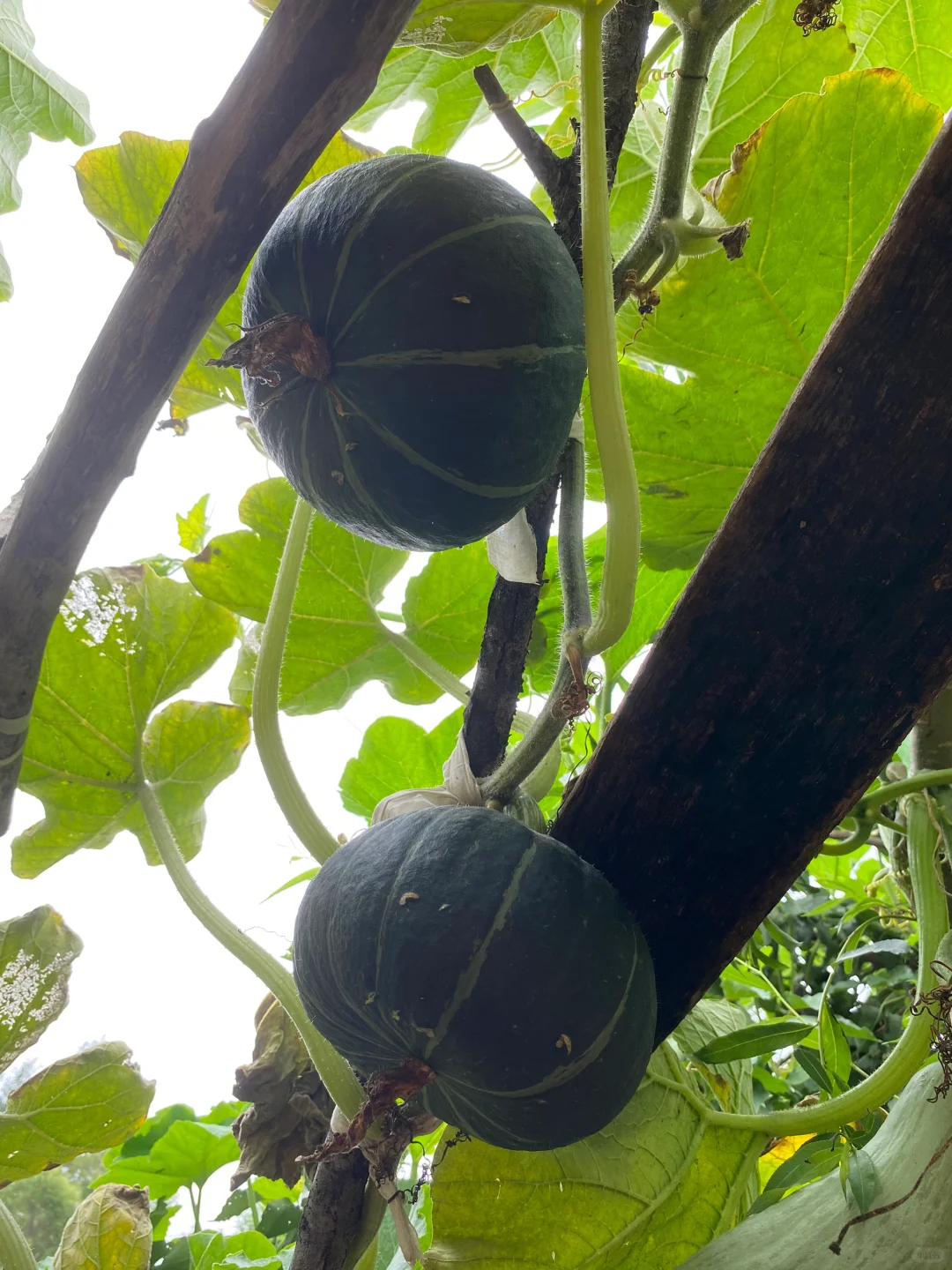 东北小园的窝瓜