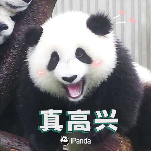 【#大熊猫高兴和不高兴也很明显#】“包包”：嘻嘻～😄“珍不高兴”：不嘻嘻！😕