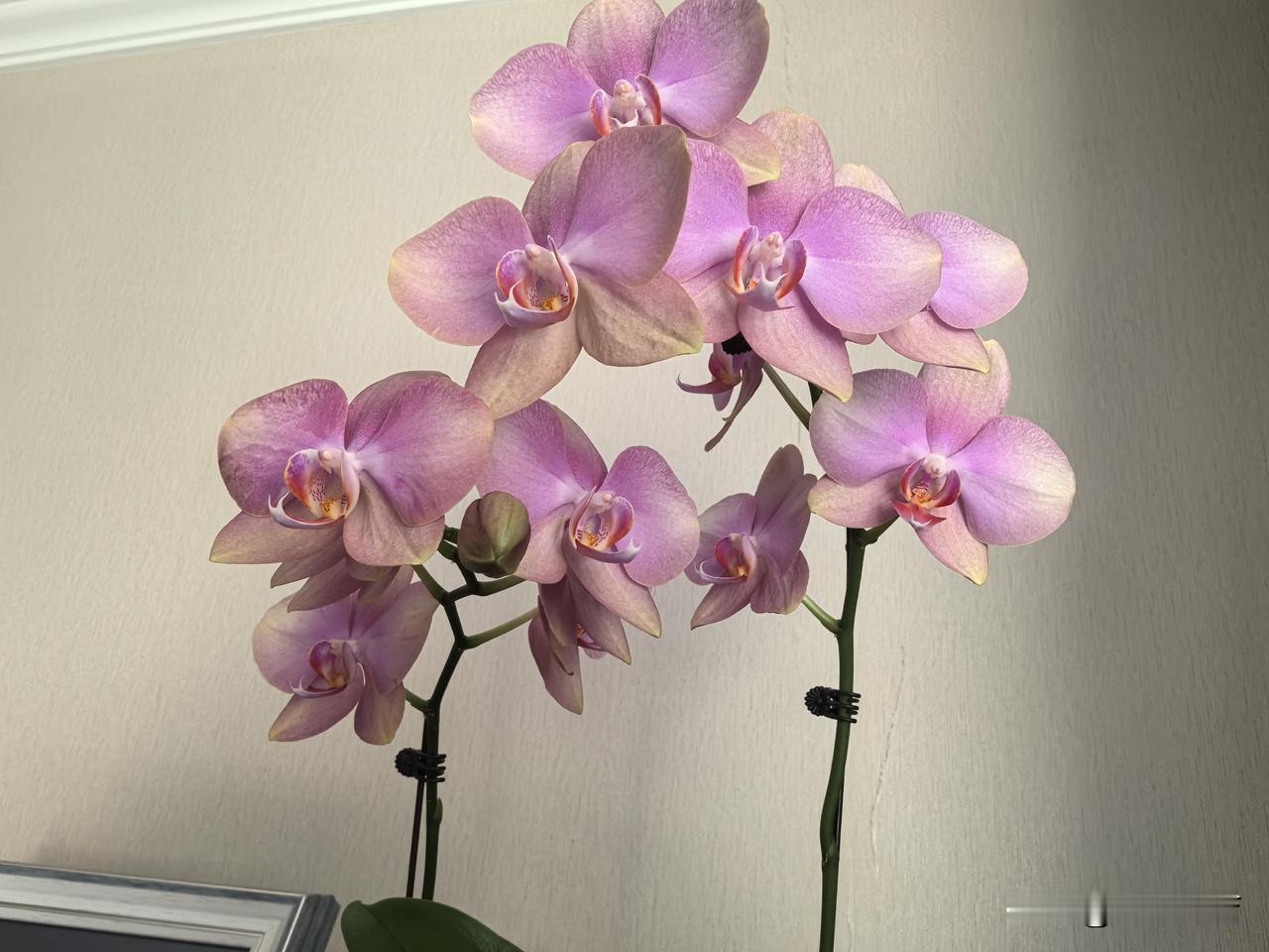 蝴蝶兰的美不仅在于一朵一支，更在于一束多束组合后形成的氛围和姿态。