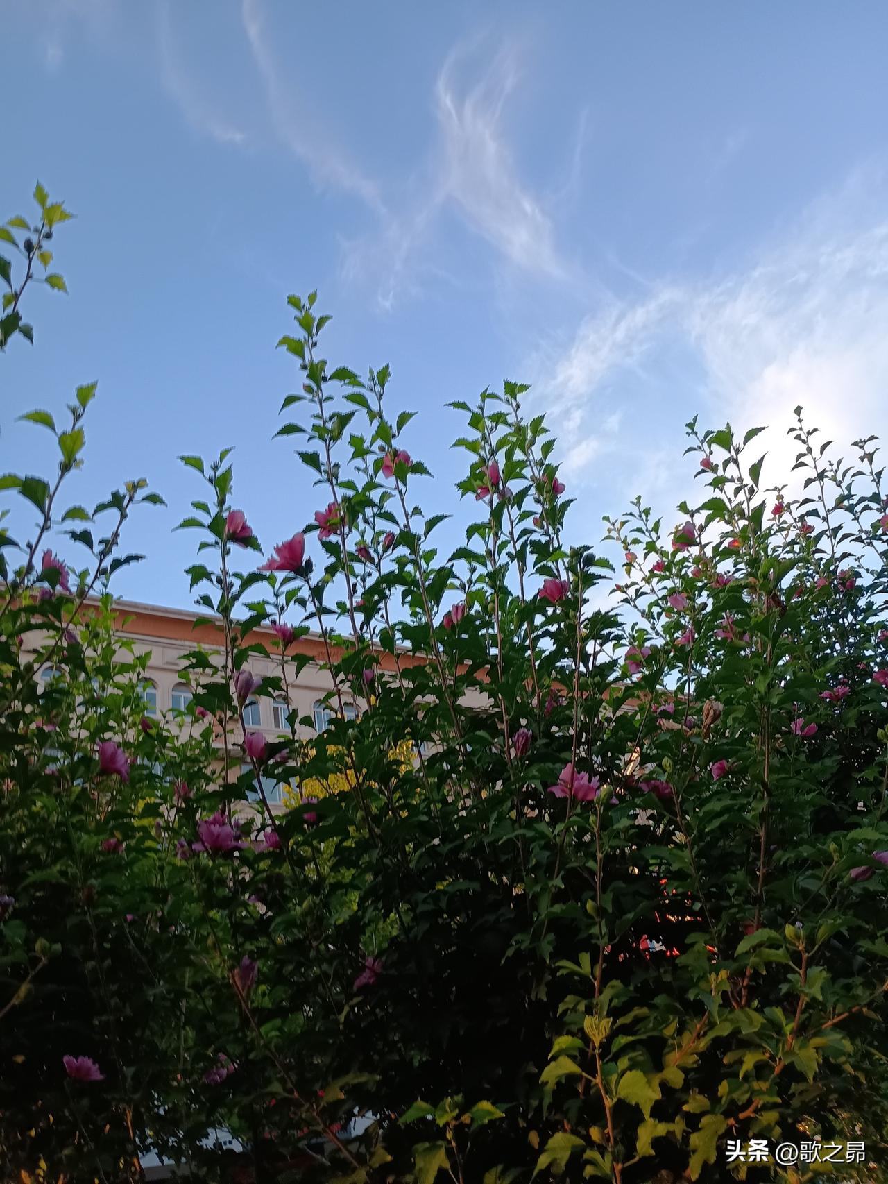 马路天使之木槿花开——
木槿花开得周期长，从浅夏到晚秋跨越小半年的时间。木槿花开