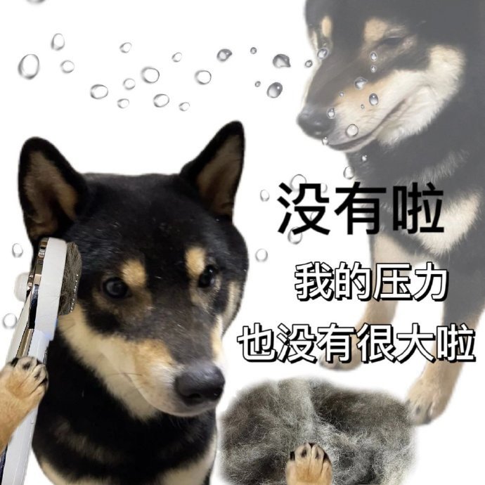 别人有甜甜的恋爱，我有秃秃的脑袋[二哈]#我的春日狂欢日记# ​​​