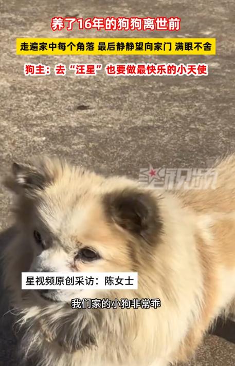 万物皆有灵！湖南湘潭，一女子下班回家，发现养了十六年的狗狗早已浑身冰凉没了气息。