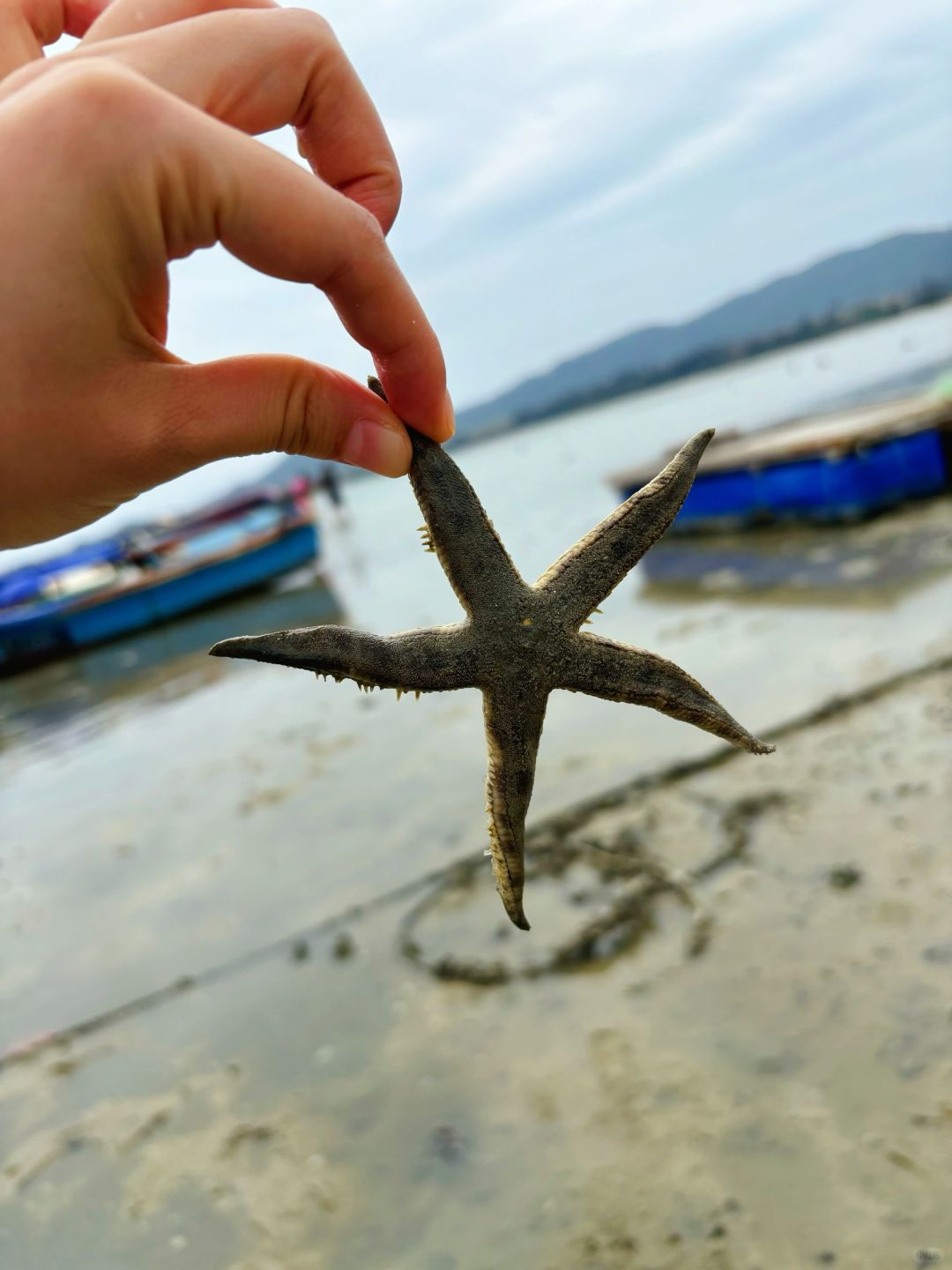 真后悔要走了才来陵水赶海，超多海星……