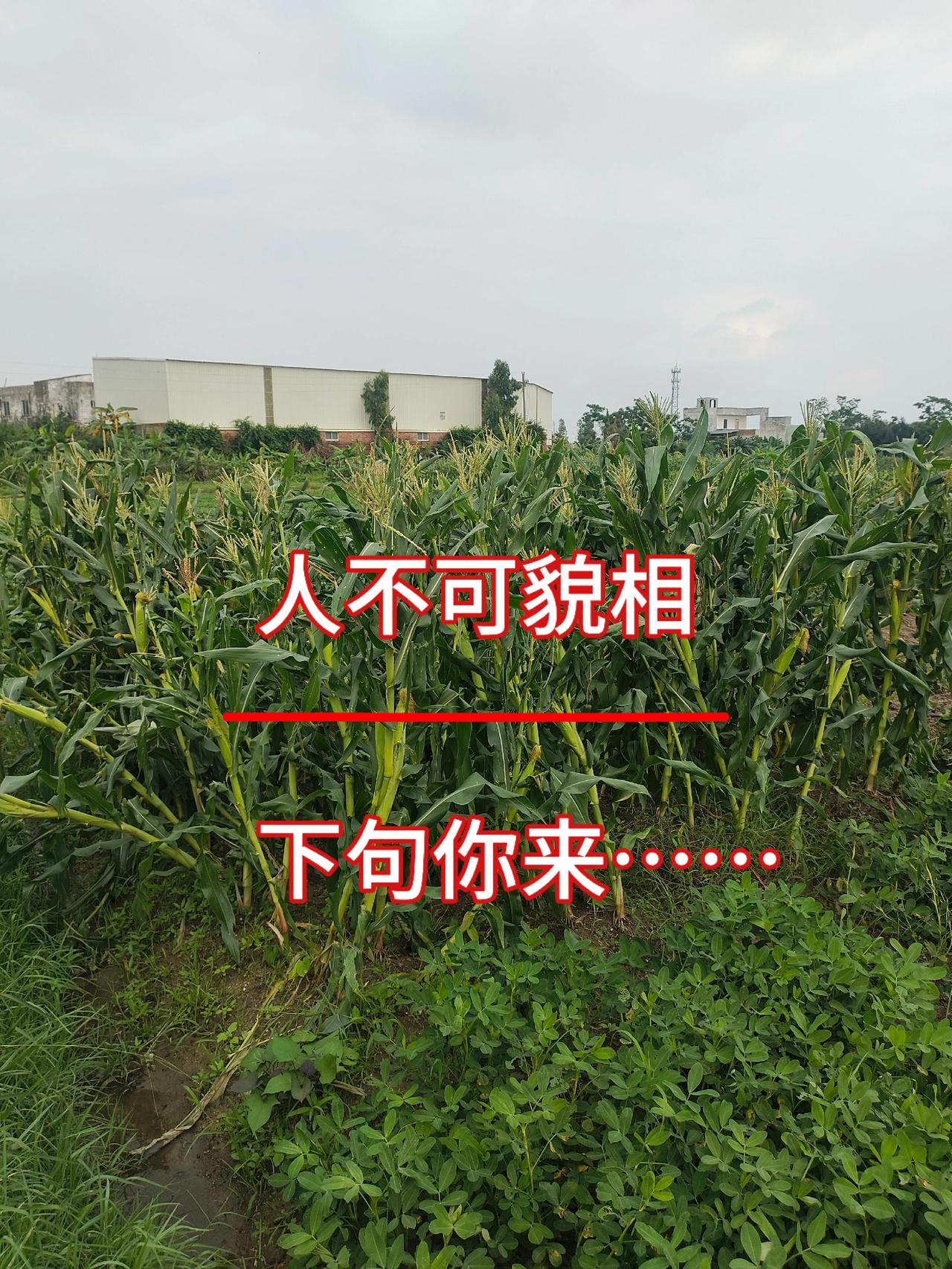 人不可貌相
下句你来……