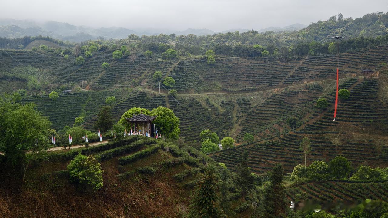 你听，那响彻山谷的“开茶咯！”的呼喊，是唤醒茶山的古老号子。在六堡镇，每年春社之