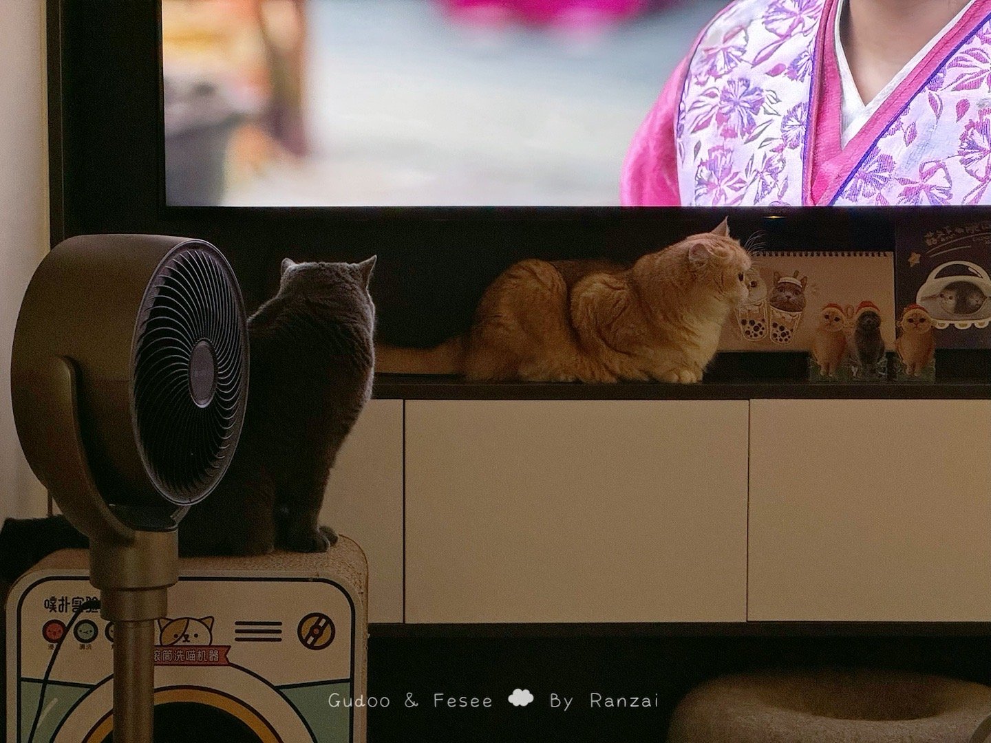 昨晚肥四坐住了一根逗猫棒，菇非常努力去营救逗猫棒，被肥四尾巴邦邦打头[哈哈]#菇