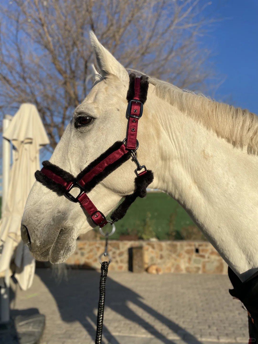 种草了玛尚笼头