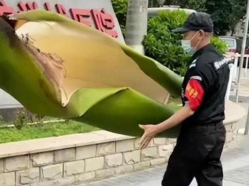“太倒霉了！6月25日报道，广东珠海，一女子在小区散步时，被大王椰树的落叶砸中背