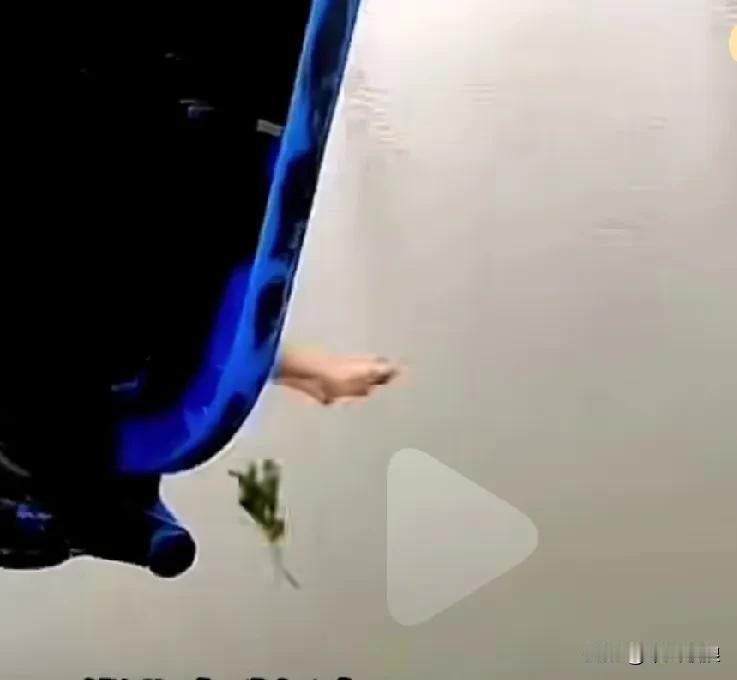武汉有一位主人，竟将自己所养的一窝狗幼崽连同狗妈妈一起装入一个布袋，而后全部倒入