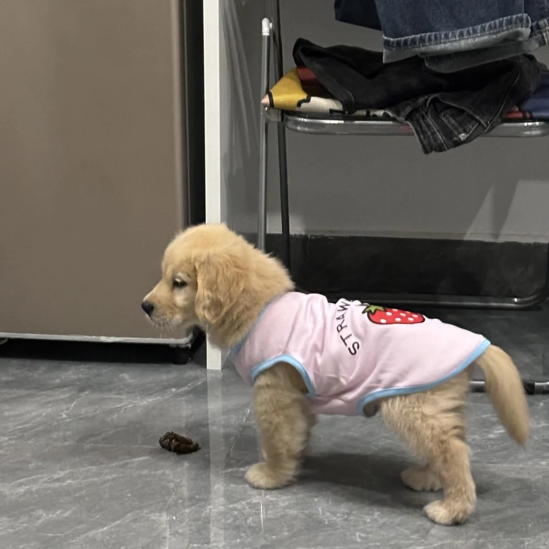 右滑看小奶狗长大➡️