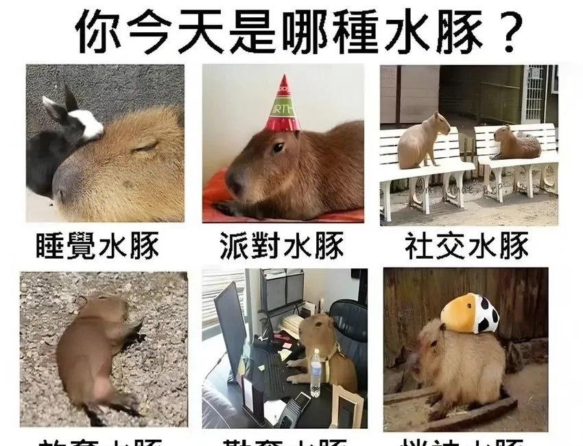 今天你是哪种卡皮巴拉？ ​​​