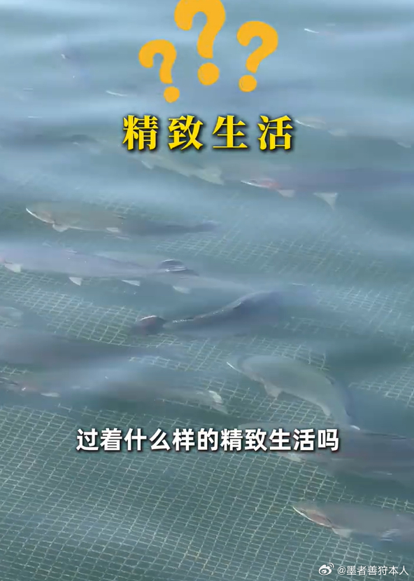 海拔2600米的三文鱼到底有多干净原来青海龙羊峡才是三文鱼之乡这几年，我国的降雨