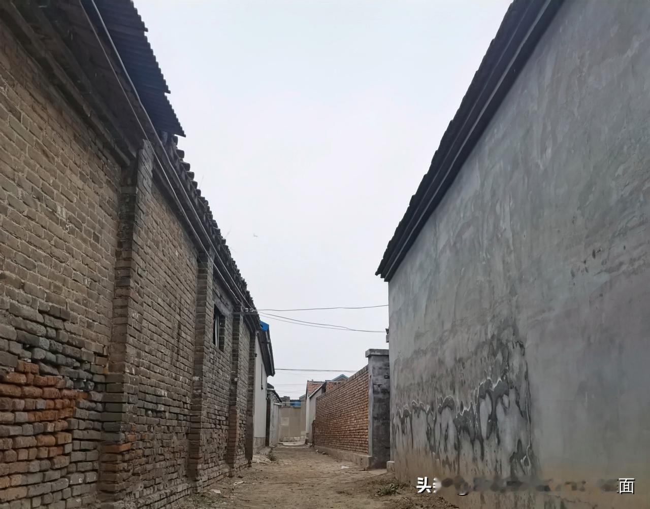 鲁西北的盐碱地，像一块被老天爷遗忘的伤疤。春天返碱，地面皲裂，白花花的像撒了层霜