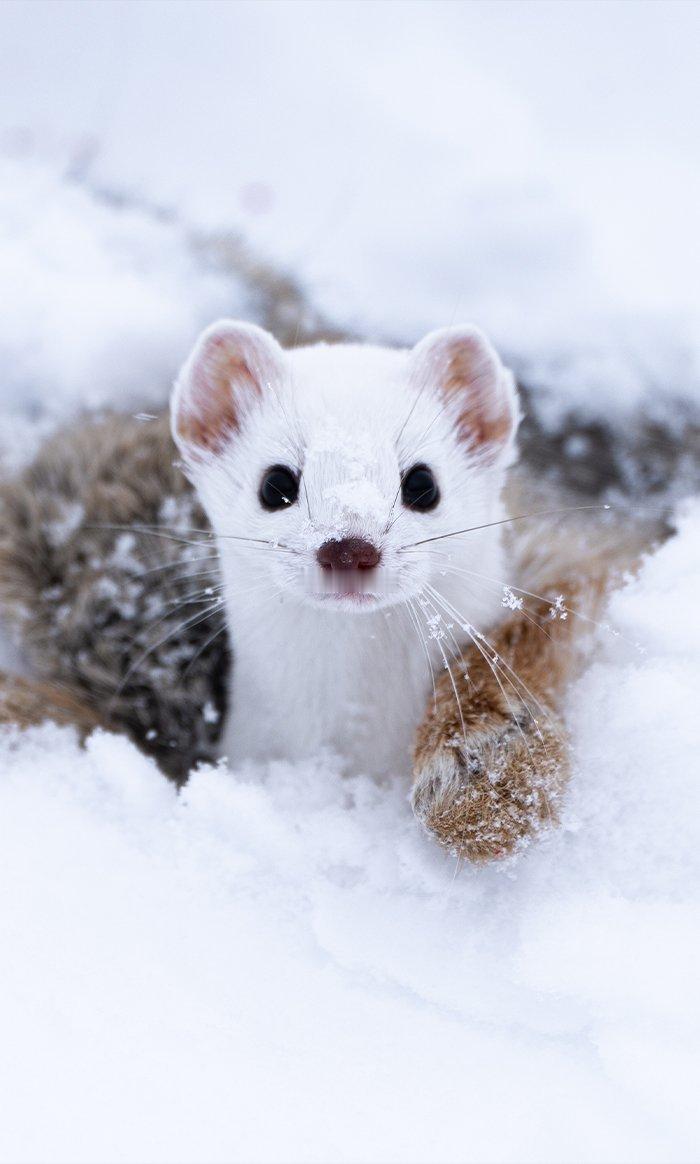 太可爱了吧2026米兰冬奥会的官方吉祥物是一对白鼬（雪鼬）姐弟1️⃣ 蒂娜（Ti