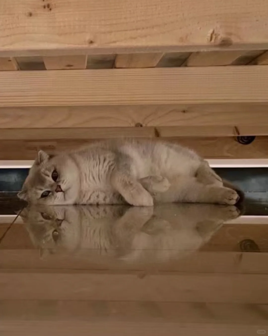 水仙，纳西索斯