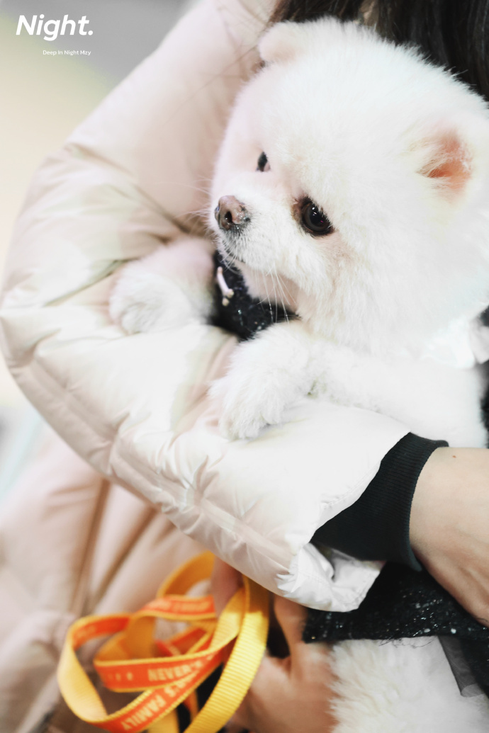 孟子义带狗和粉丝庆生孟子义穿戏服和粉丝一起庆生 孟子义穿戏服和粉丝一起庆生，孟子