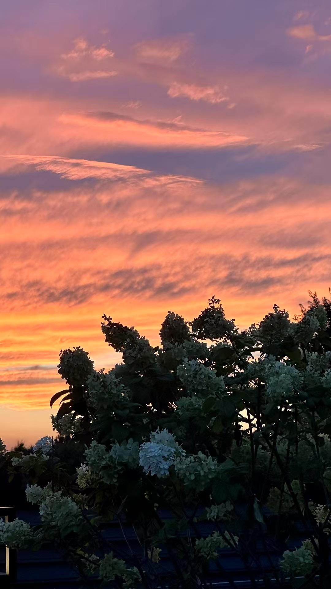 夕阳与树