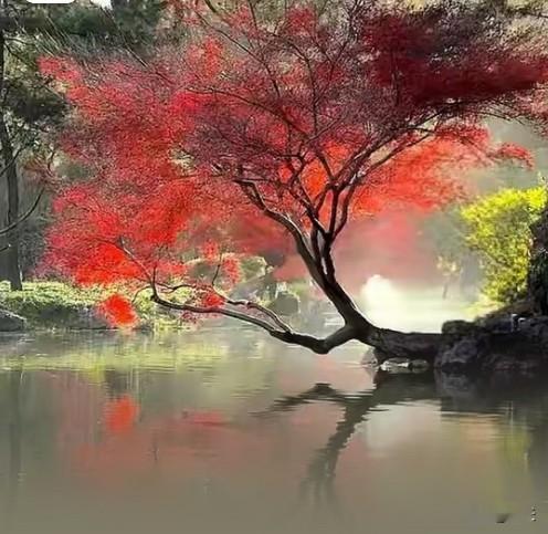 各安其序，趣赏人生
 
乔木修林皆有梢，世间万物各有其序。人亦如此，不必强求事事