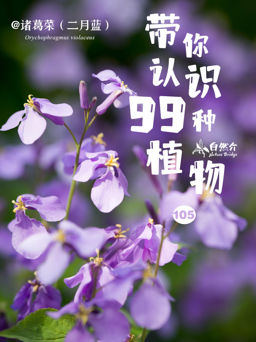 带你认识99种植物