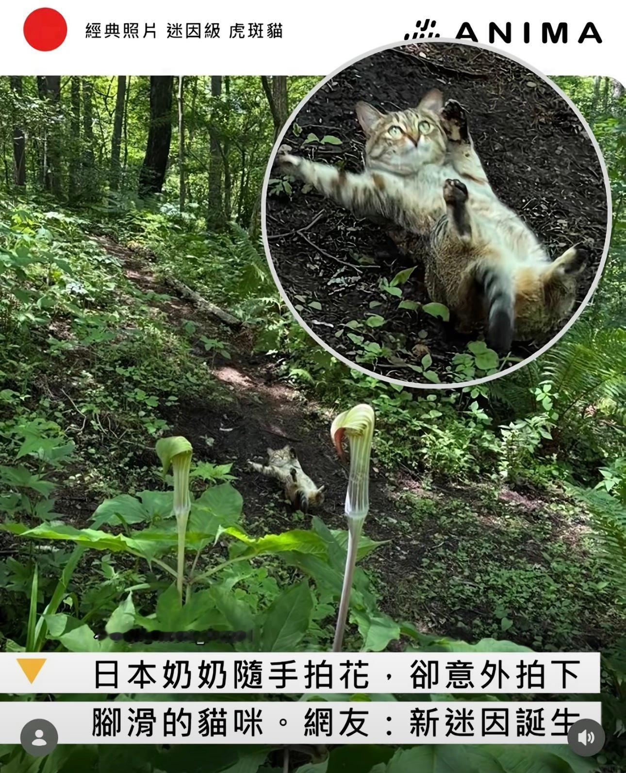 哎呀 
