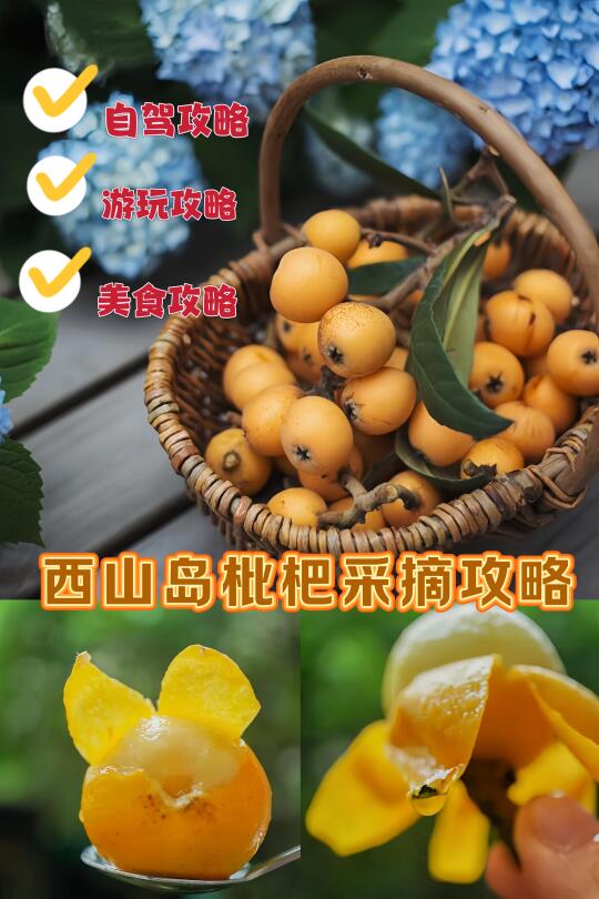 2025年的苏州西山枇杷采摘攻略