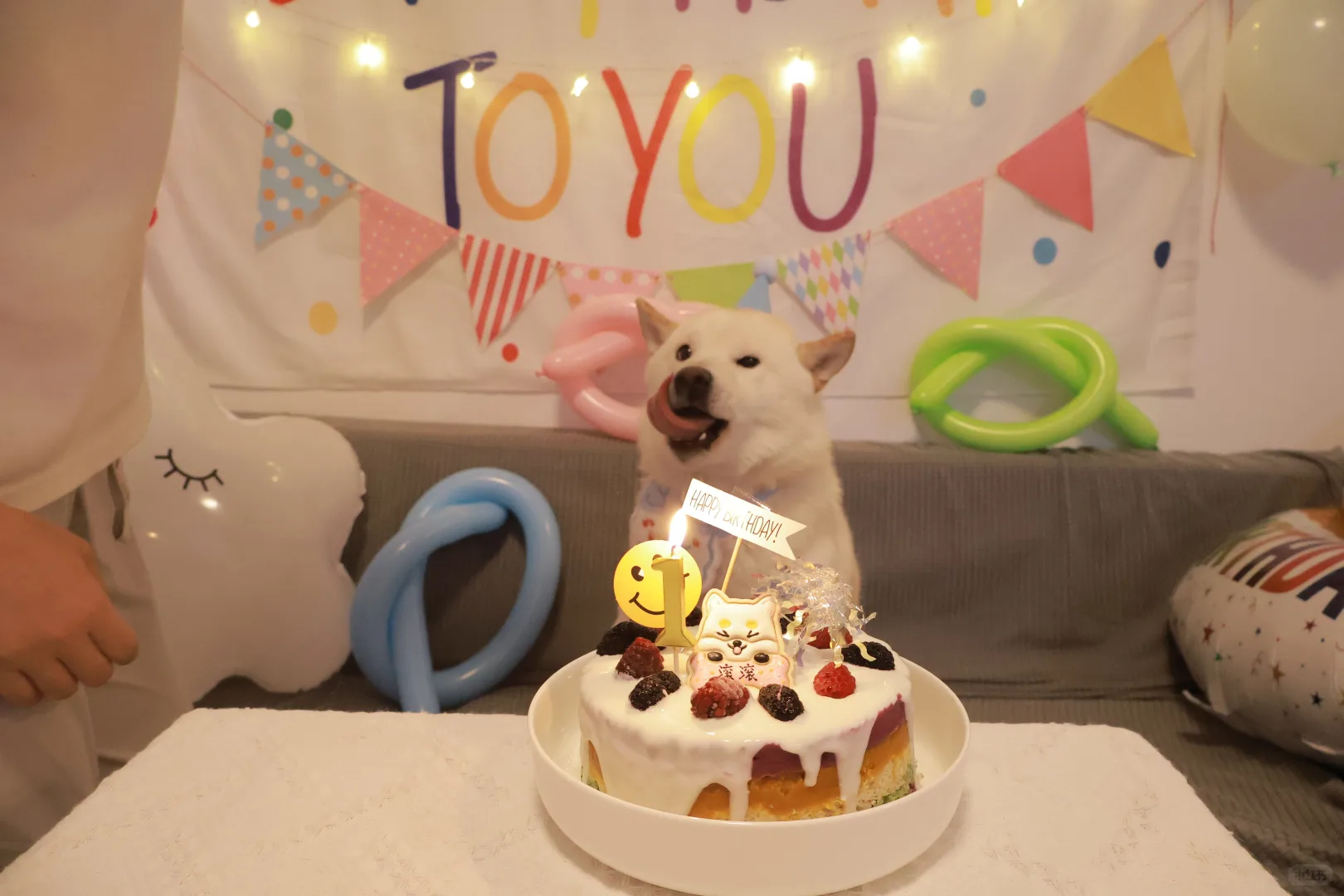 小狗今天过生日！