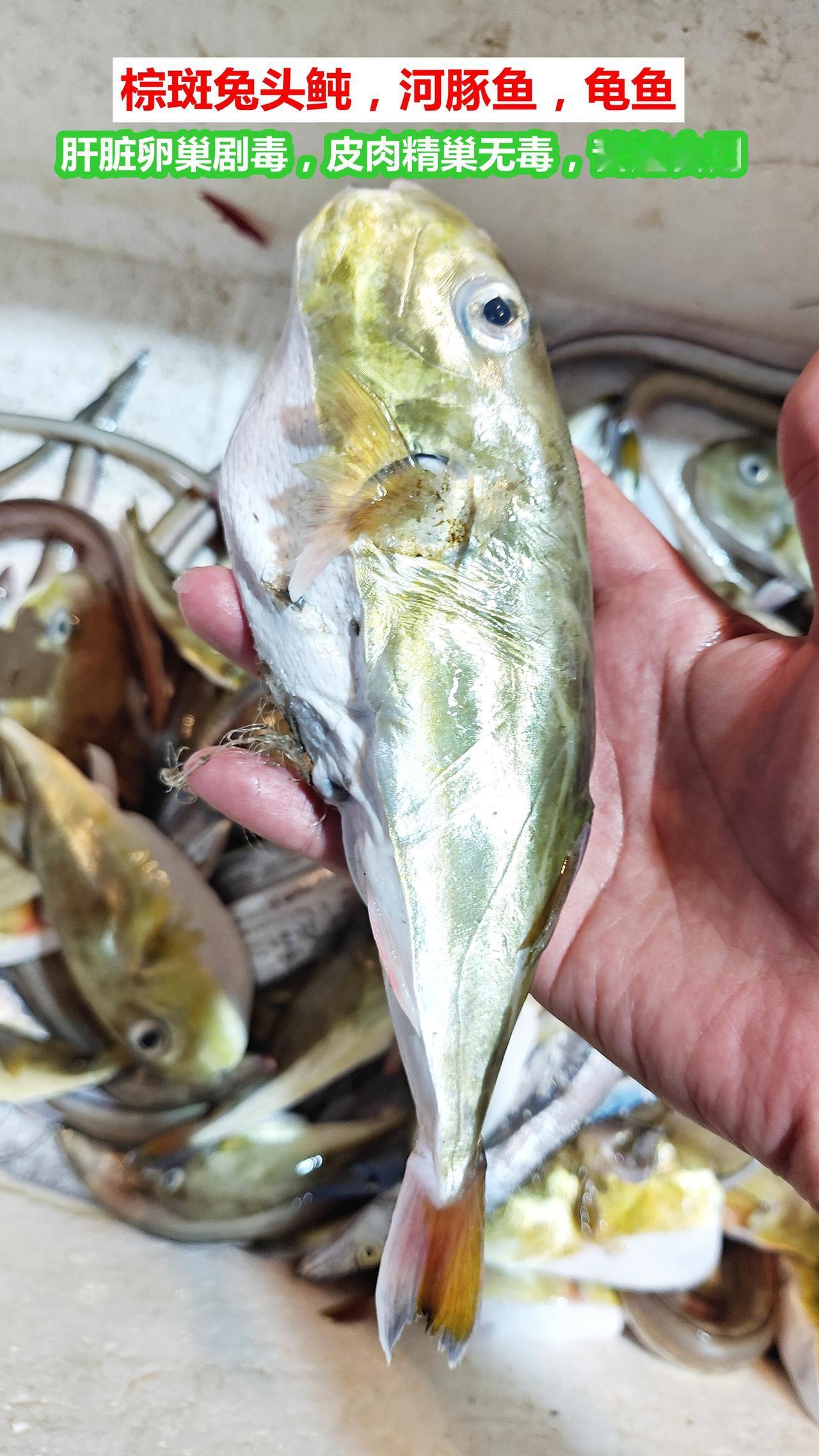 市场认鱼：兔头鲀基本安全，金边油鱲没吃过

湛江市霞山东堤海鲜批发市场冰鲜区记录