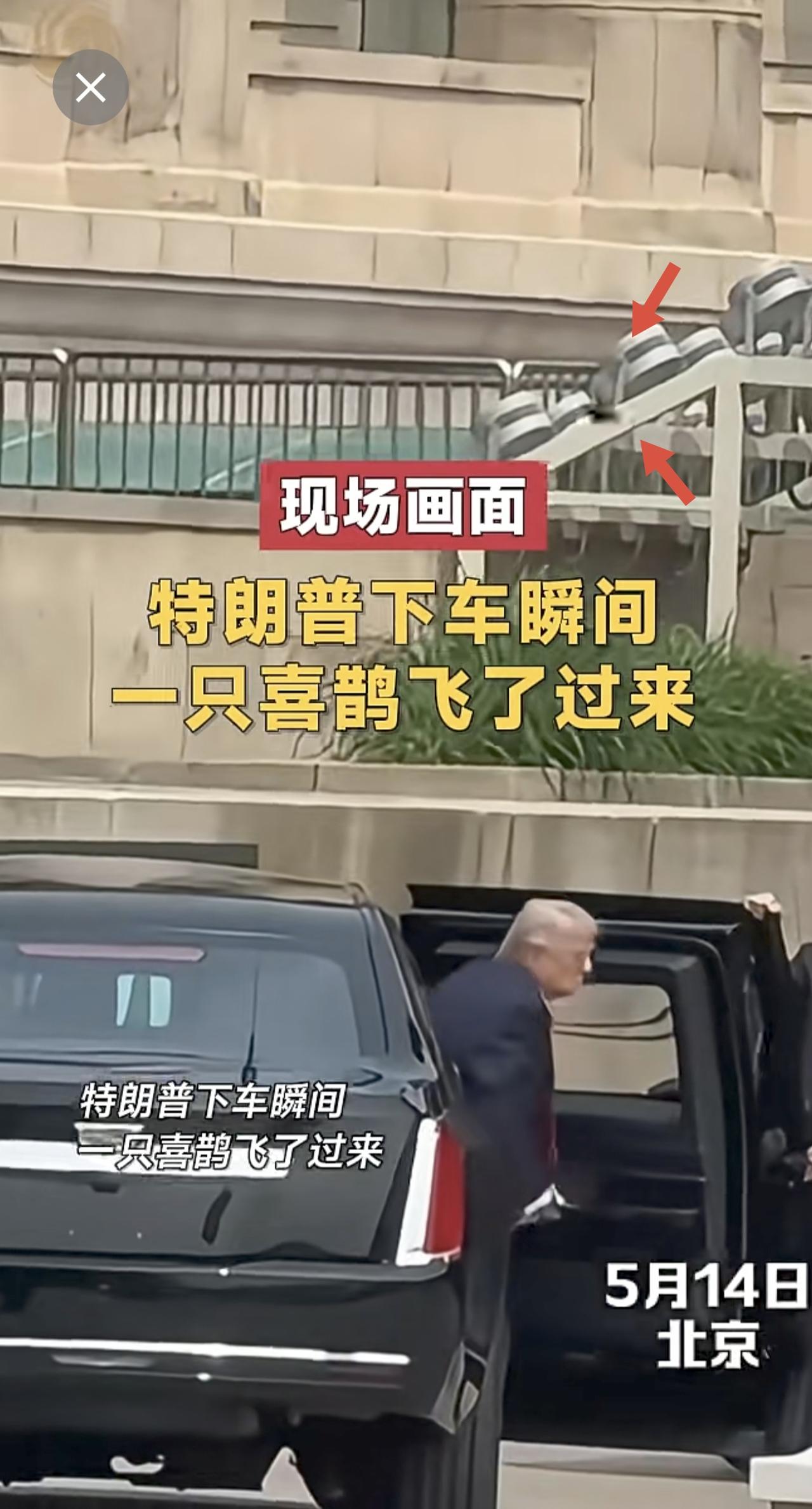 特朗普下车瞬间 一只喜鹊飞了过来现场画面 访华 特朗普