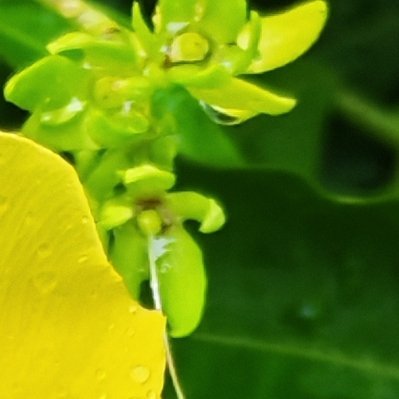 每日一善 下雨的早晨，看着带满水珠的花儿，内心格外平静。常怀善意，善待周遭，把温