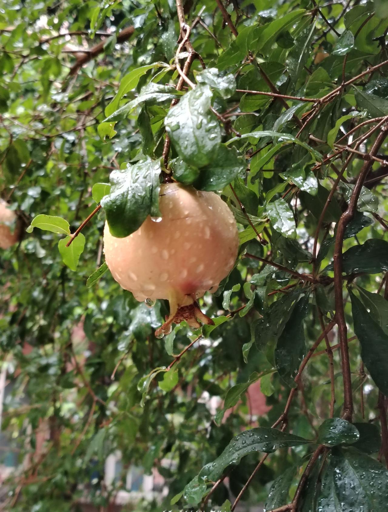 秋雨落，水洼溅起小花，浇过石榴、新叶。心被雨丝挠，又静又暖，欢喜这润泽，觉着万物