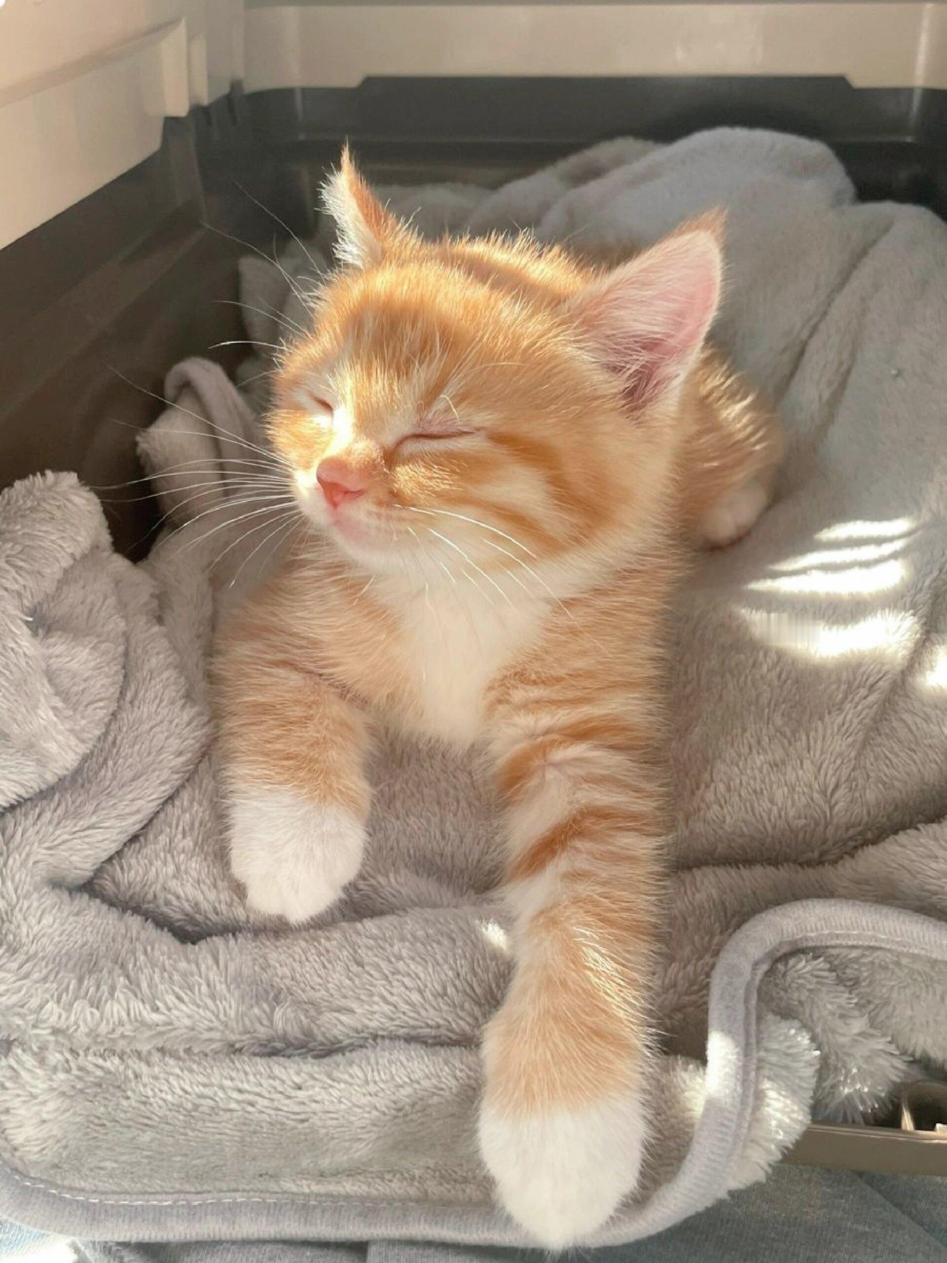 阳光晒过的小猫太好闻了[哇] ​​​