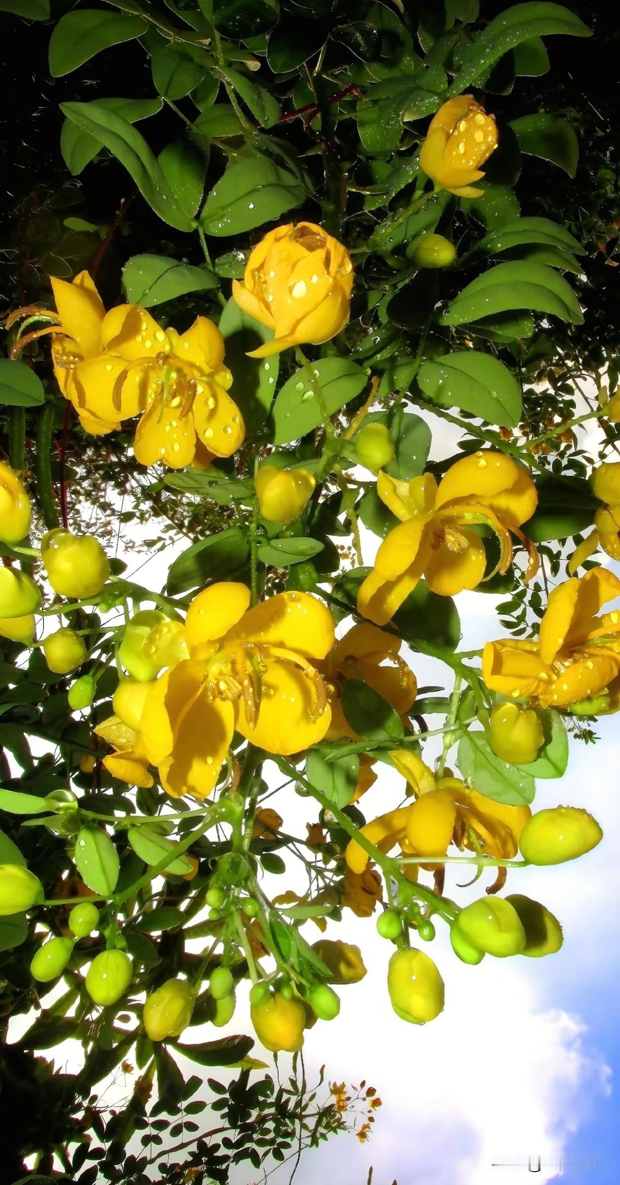 满枝黄花，不慌不忙地舒展着花瓣。它不与百花争艳，只在属于自己的时节里，把平凡的枝