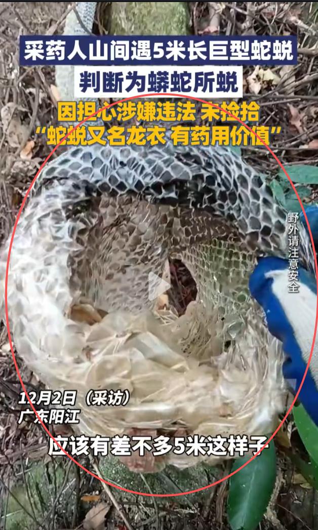 采药人遇5米“龙衣”！看一眼就撤，这波操作太稳了

广东阳江的采药大哥，进山挖药