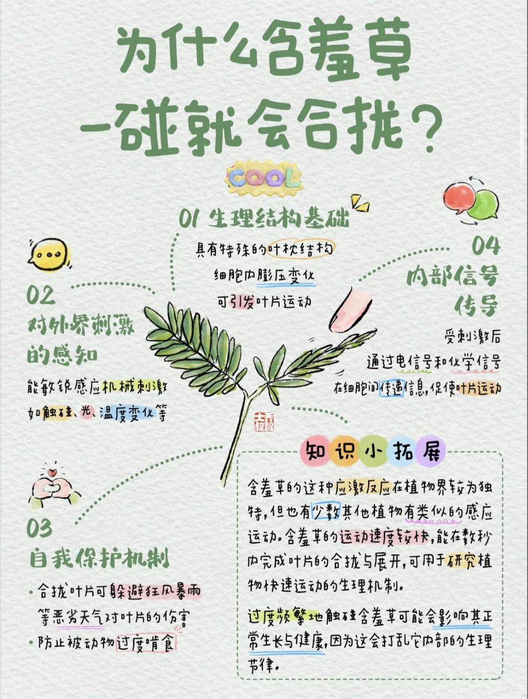 为什么含羞草一碰就合拢❓