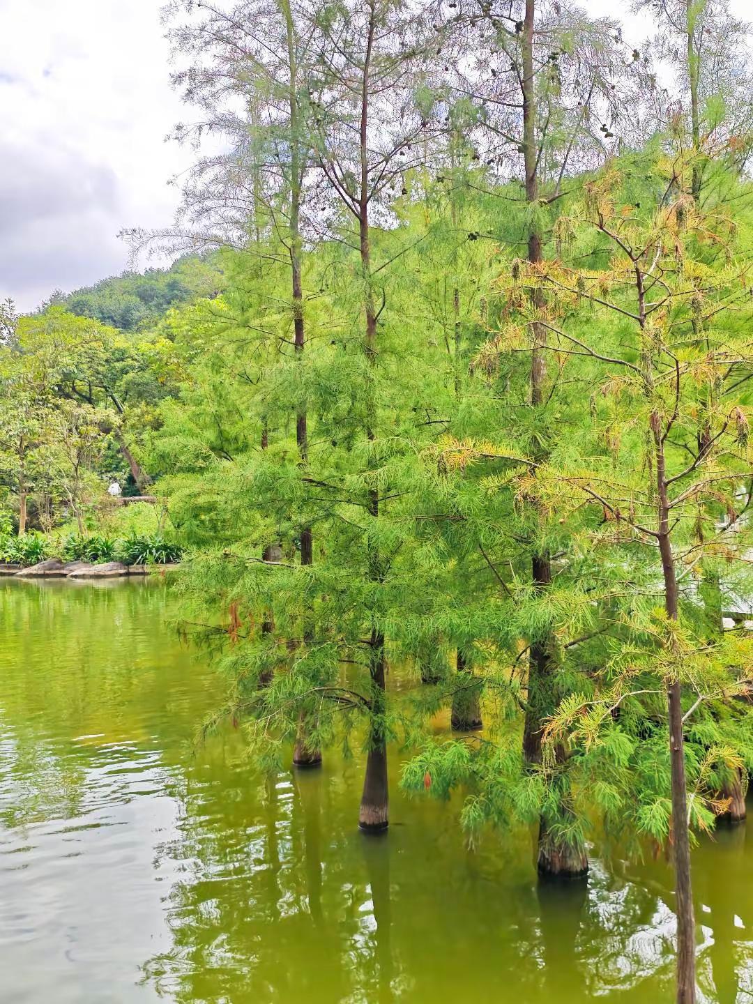 落羽杉的绿也是一种极致浪漫🌳人们似乎只关注12月开始变黄变红的落羽杉，而似乎忘