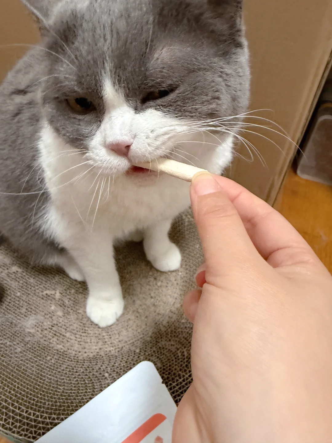 小猫在吃什么呢～