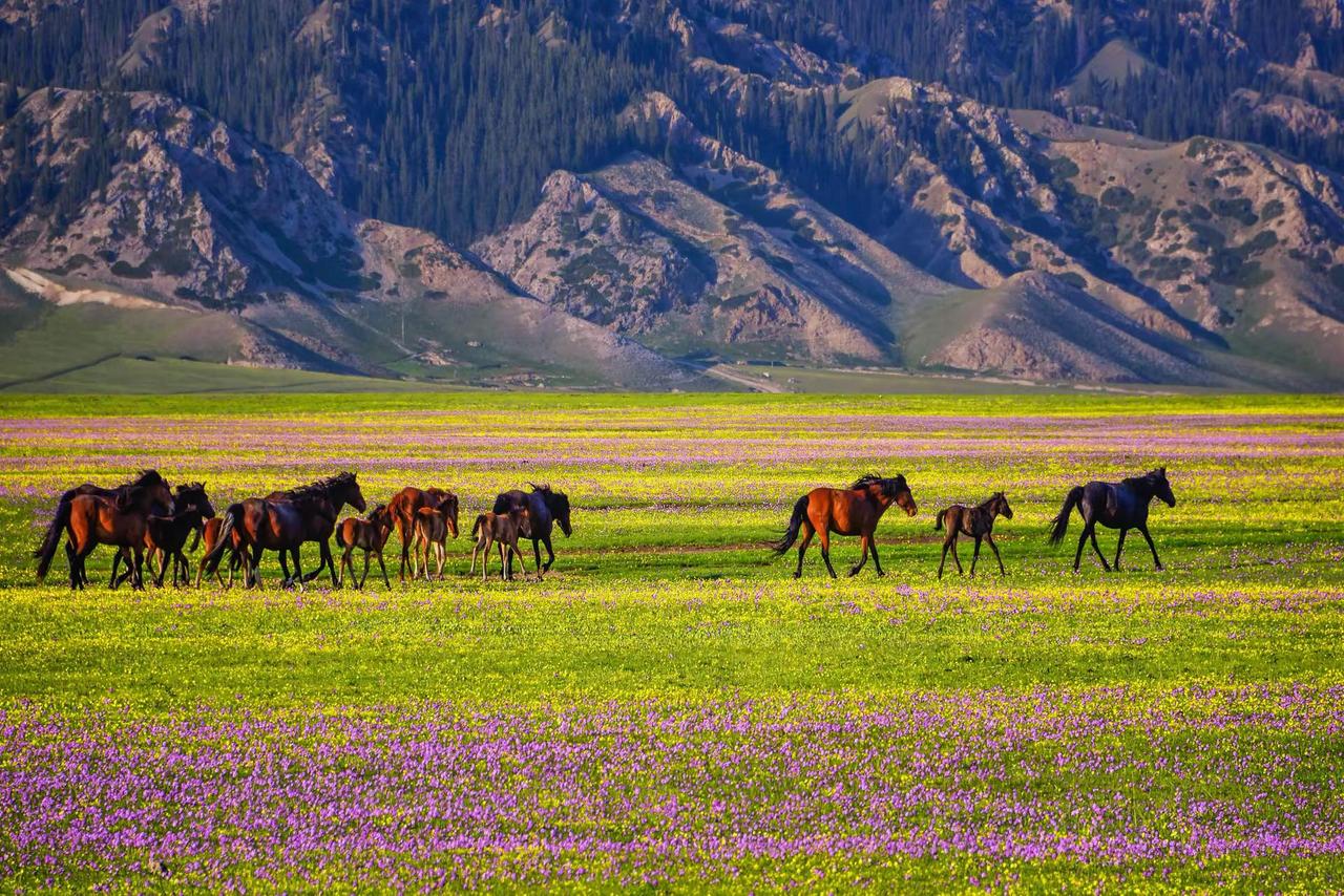 赛里木湖。赛里木湖