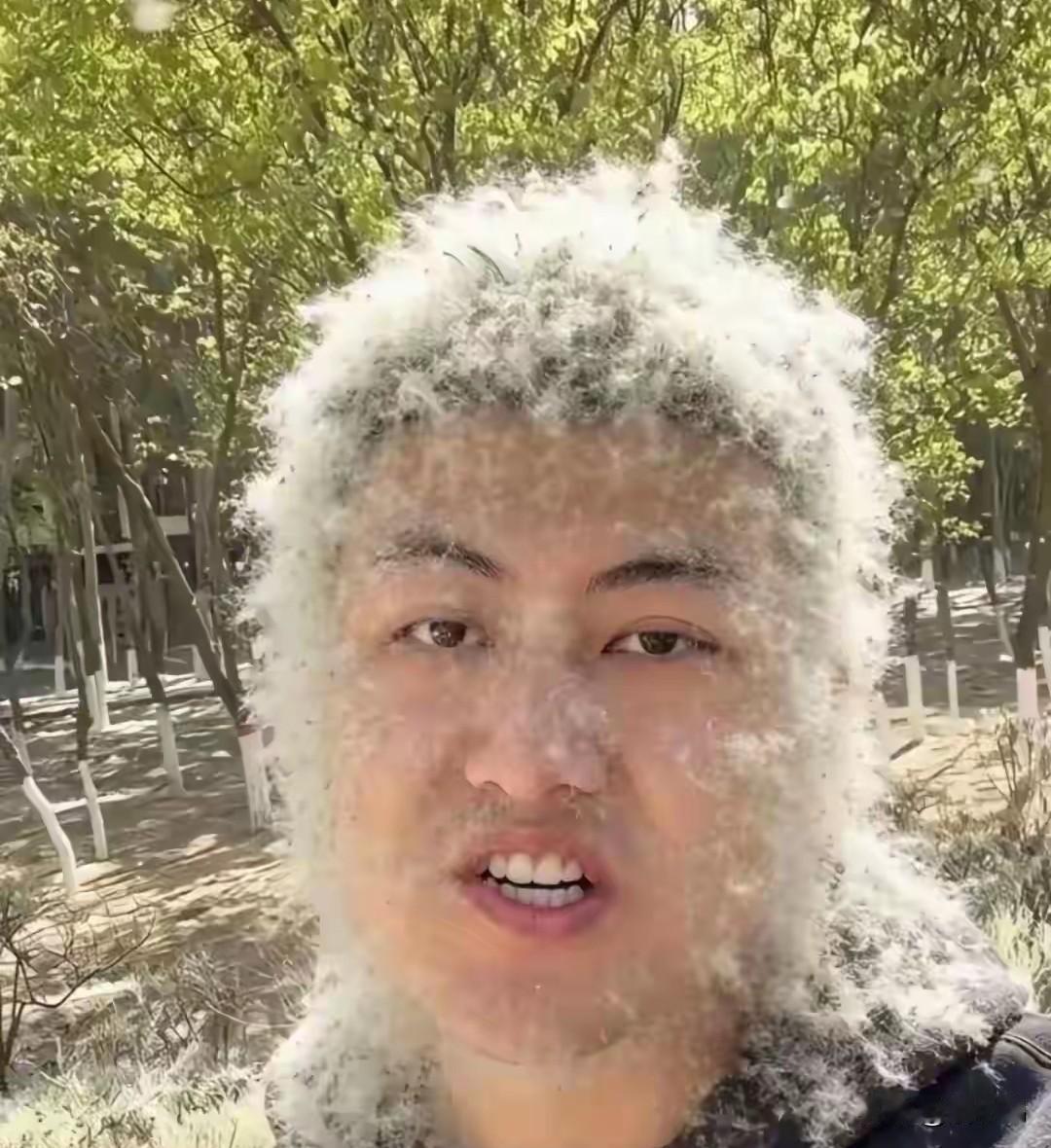 笑不活了，
我以为这是什么剧组现场，没想到这是北方的柳絮！在我的印象里，柳絮纷飞