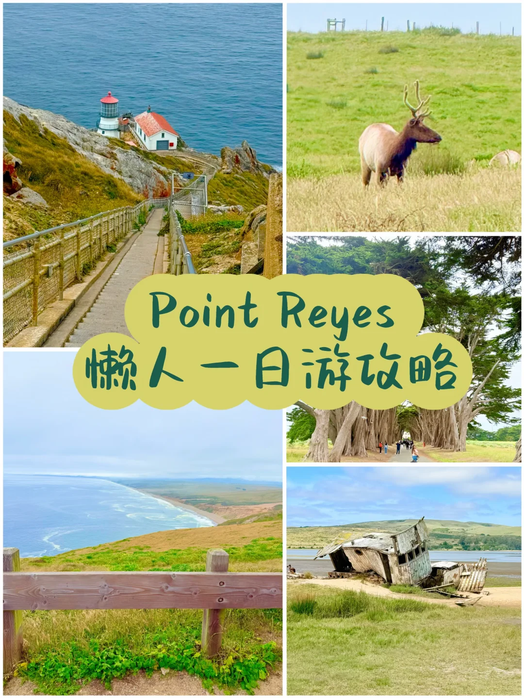 湾区Point Reyes懒人一日游攻略！看到麋鹿