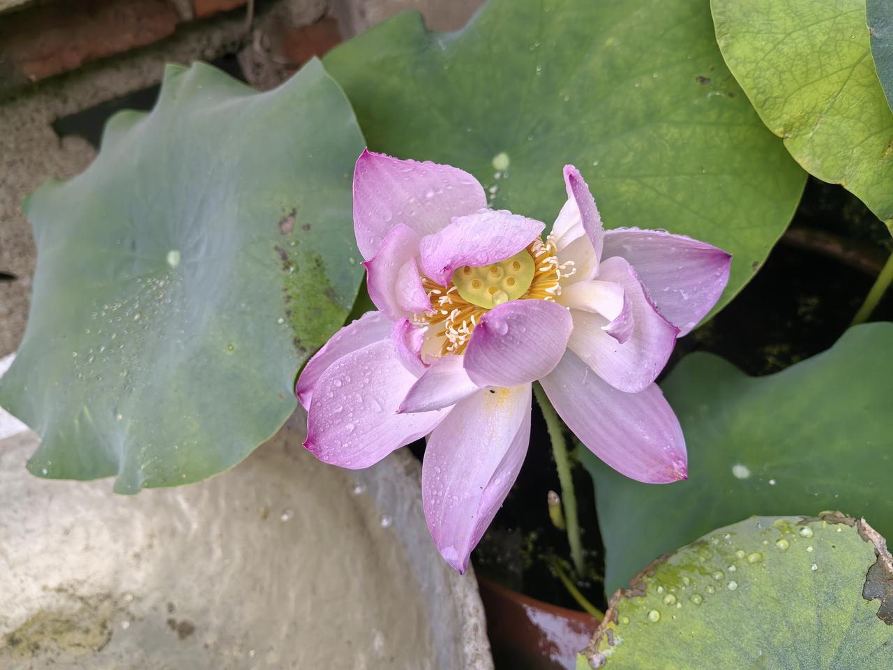 夏日荷花香满池，初秋桂月色盈庭
夏日荷花香满池，晚风蝉曲韵盈堤
夏日荷花香满池，