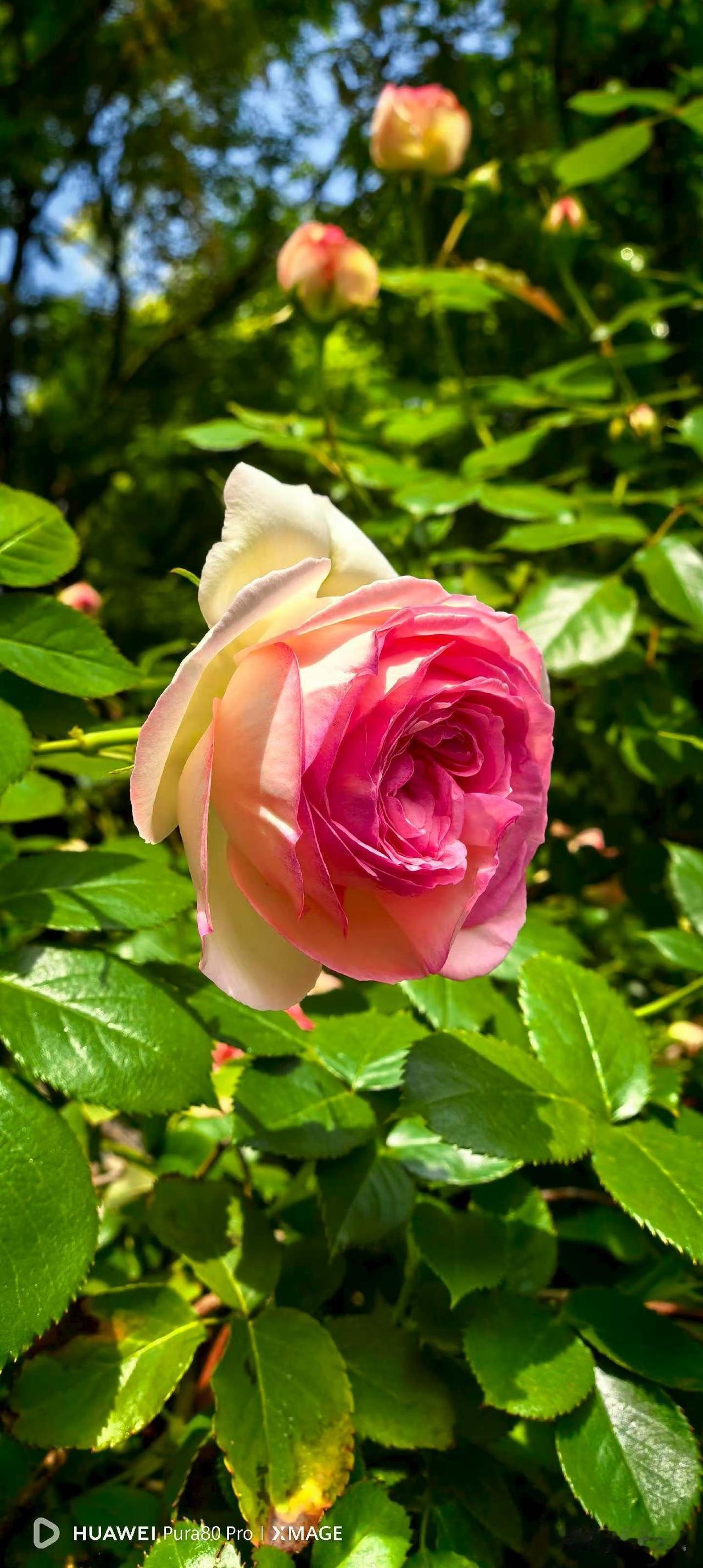 【小对联】
上：……？
下：气爽风柔。