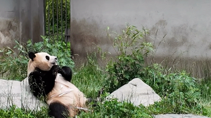 #asmr赛道让福宝闯进来了#熊猫一家人的直播让忙碌的心灵都得到了暂时的停歇和慰