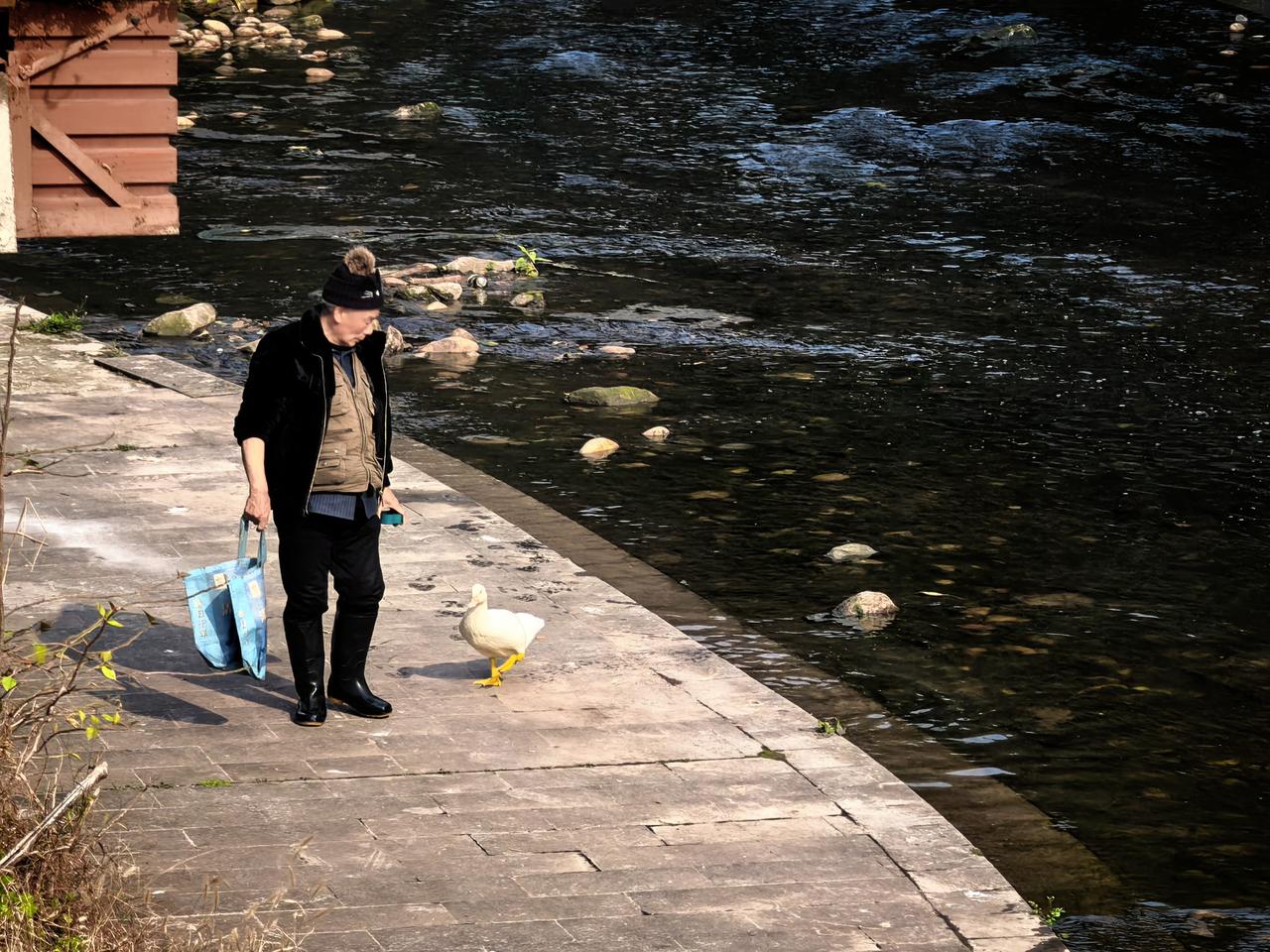 这是一副多么温馨的画面，听说鸭子是老人从小养大的，每到太阳照在盘溪河上，总能看见