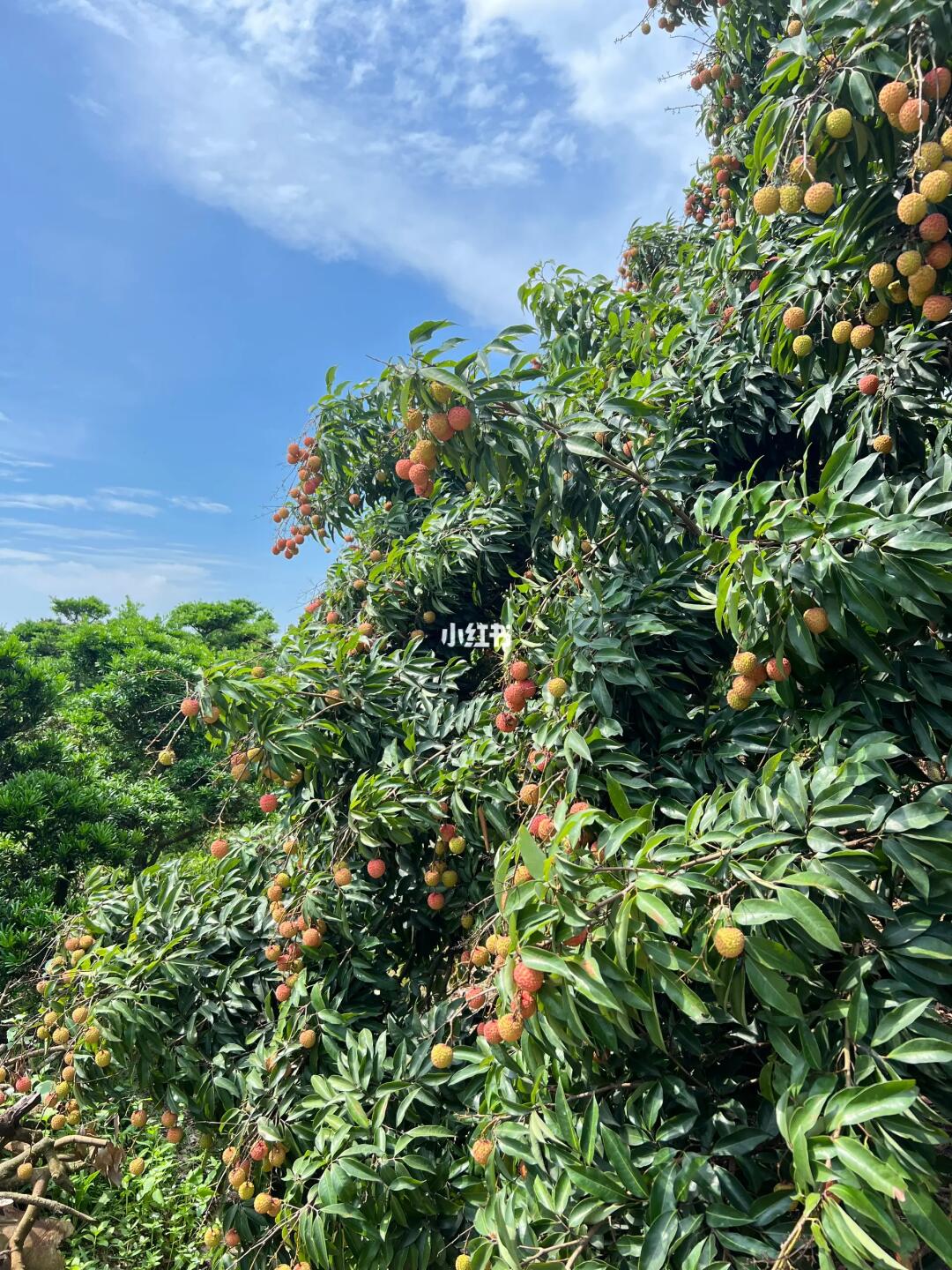 又到了吃荔枝的季节啦
